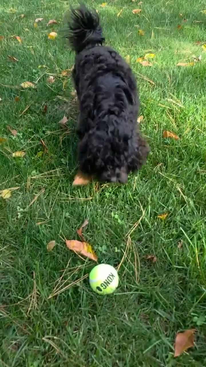 Shihpoo dogs for sale: Bella Dawn - Video 2