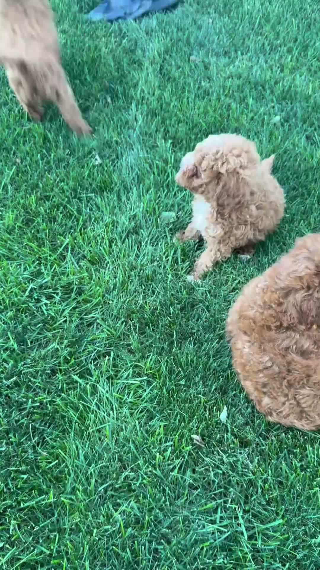 Toy Poodle dogs for sale: Preston - Video 1