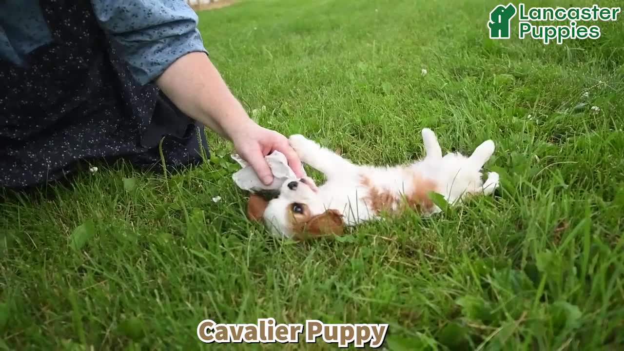 Cavalier King Charles Spaniel dogs for sale: Buddy - Video 1