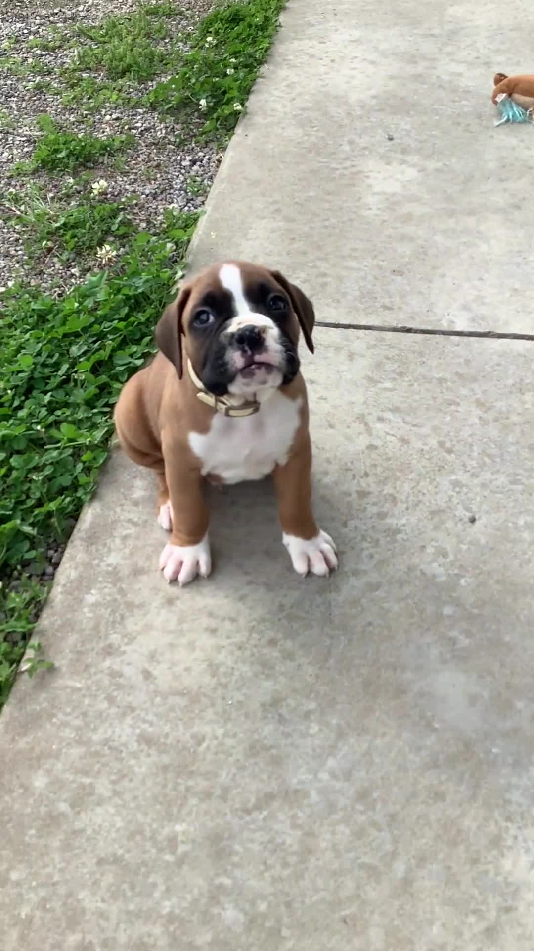 Boxer dogs for sale: Boxer Puppy 1  Lynn - Video 1
