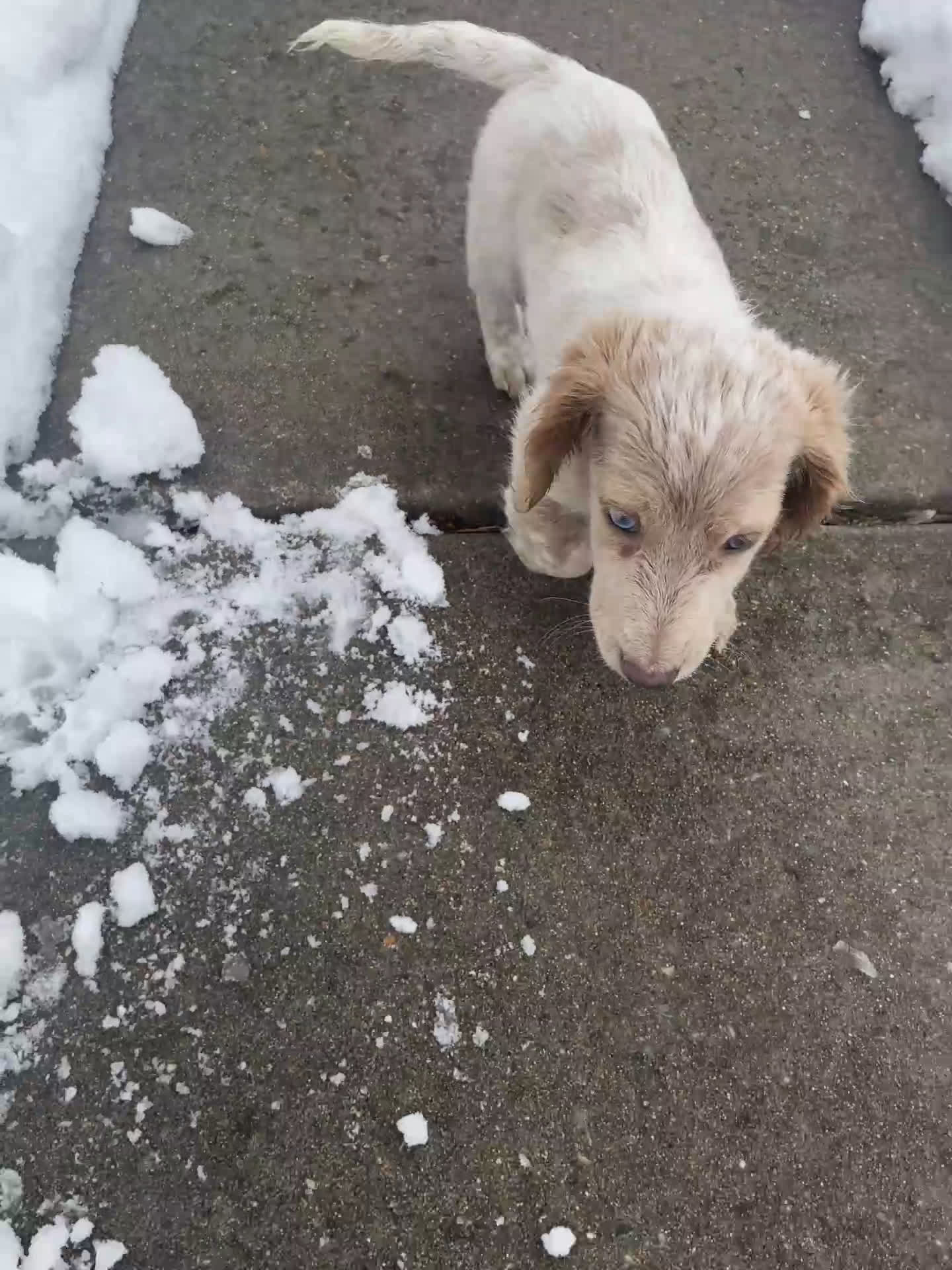 Miniature Dachshund dogs for sale: Chelsea  - Video 2