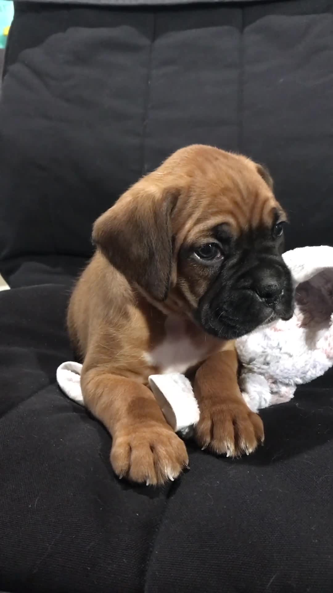 Boxer dogs for sale: Boxer Puppy 4 - Video 2