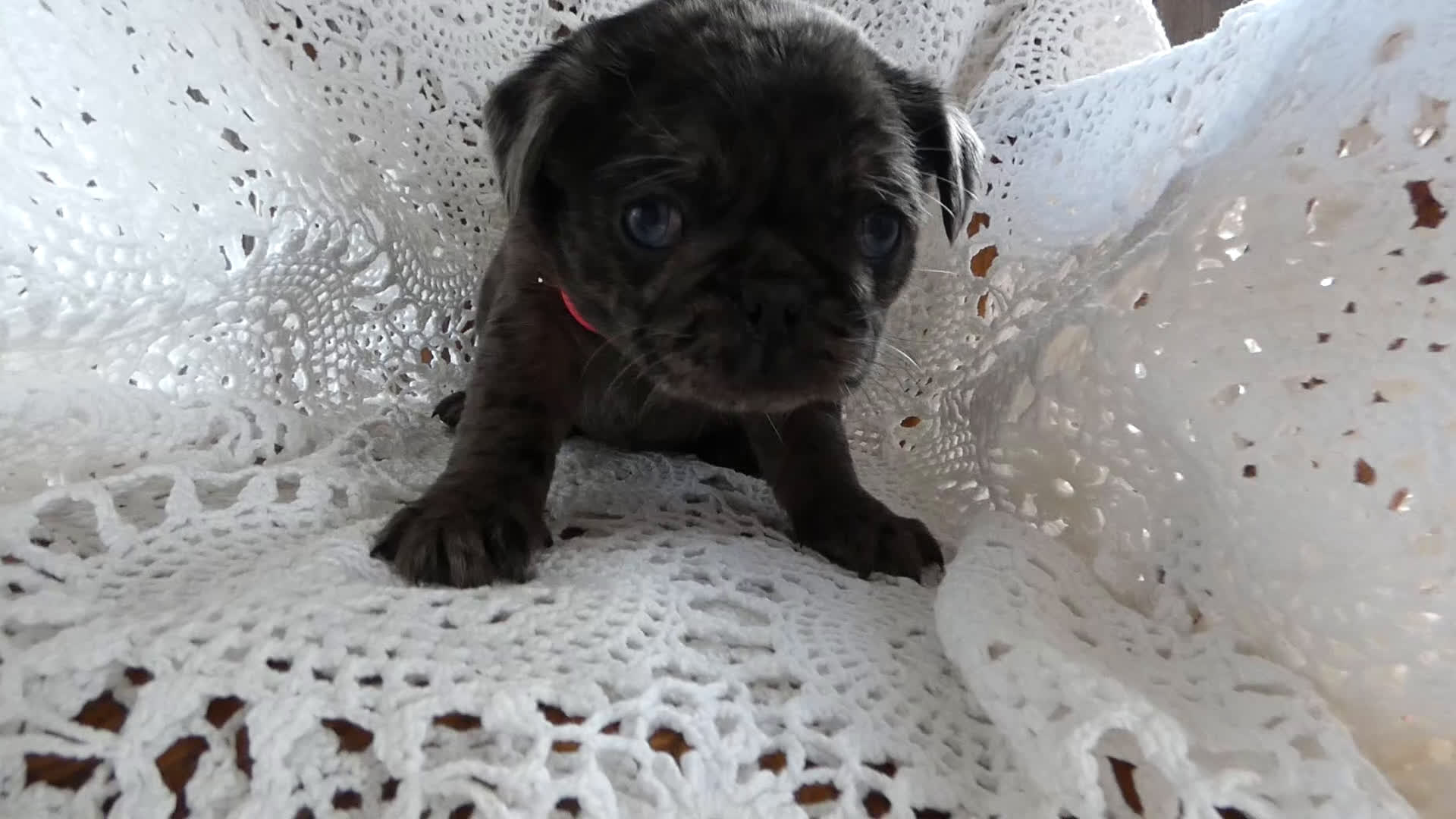 Pug dogs for sale: Pug Puppy 1 Lacy - Video 1
