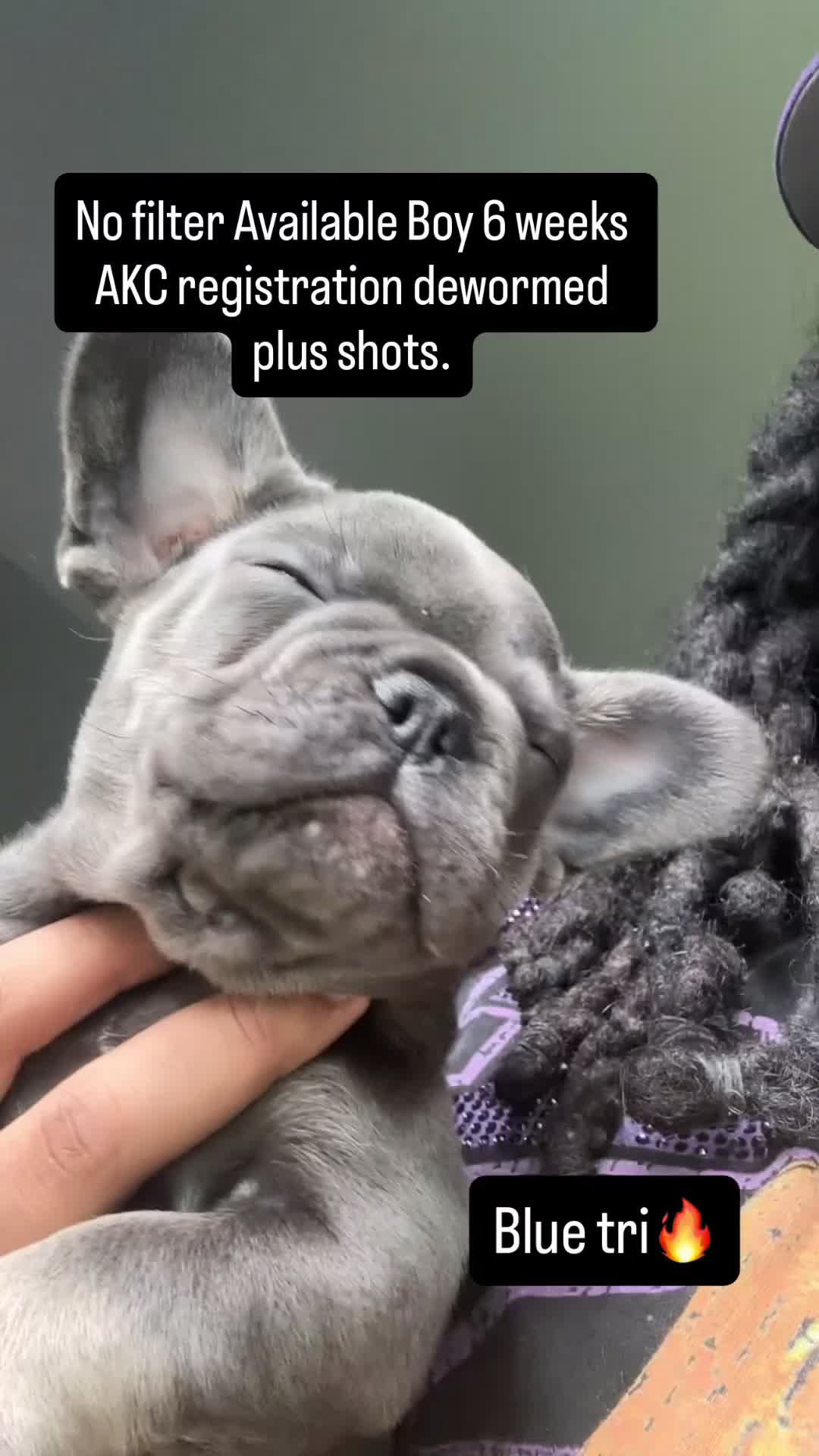 French Bulldog dogs for sale: French Bulldog 2 - Video 1