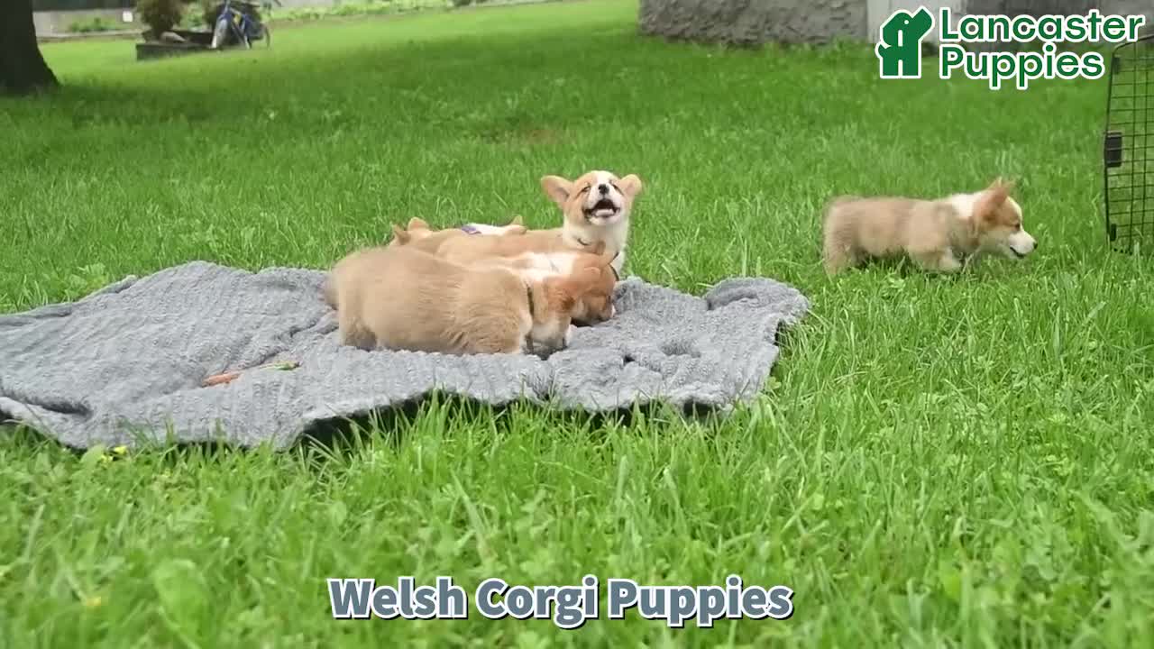 Welsh Corgi Pembroke dogs for sale: Hardy  - Video 1