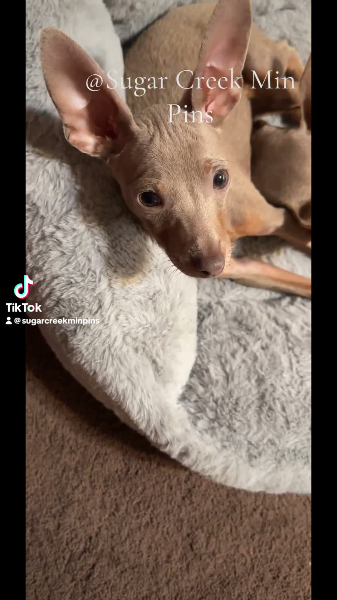 Miniature Pinscher dogs for sale: Goliath - Video 2