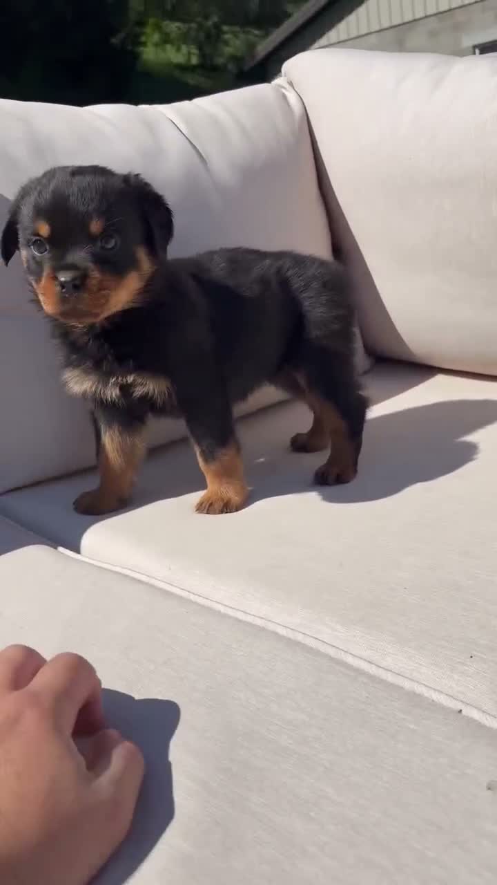 Rottweiler dogs for sale: Deisel  - Video 1