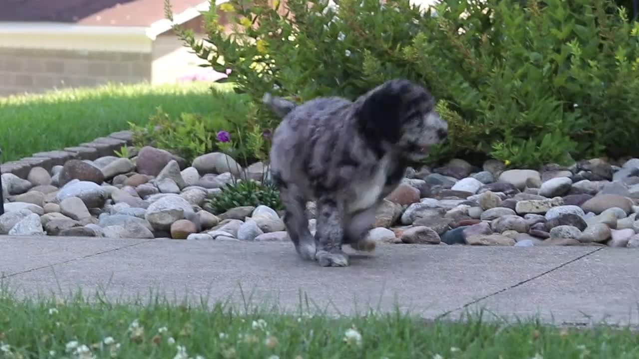Newfypoo dogs for sale: Raina - Video 2