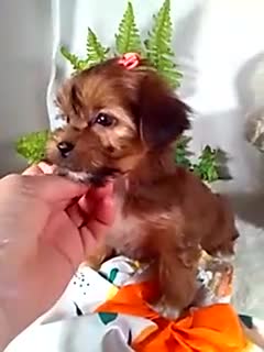 Shorkie dogs for sale: Paris - Video 1