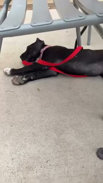 Cane Corso dogs for sale: Juice - Video 2