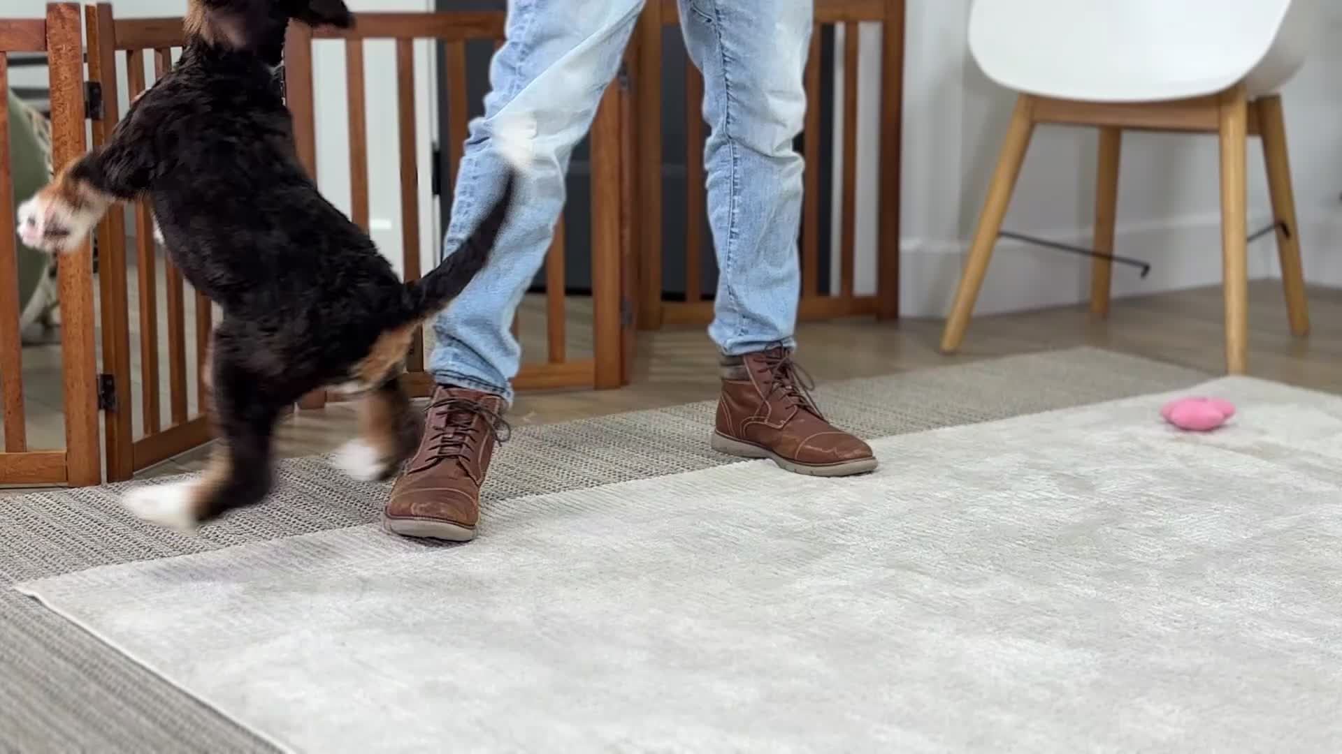 Mini Bernedoodle dogs for sale: Mocha - Video 1