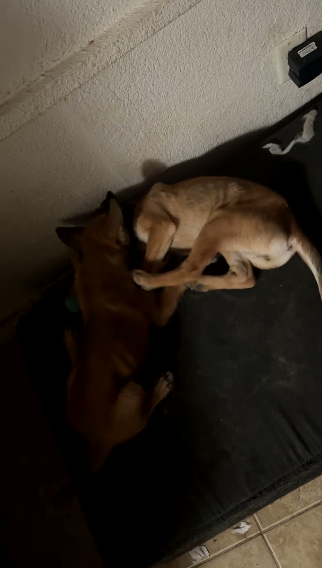 Belgian Malinois dogs for sale: Dina - Video 2