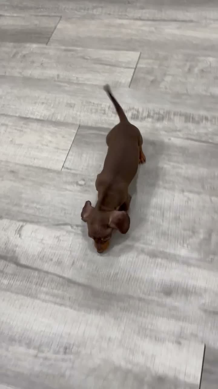 Miniature Dachshund dogs for sale: Dixie - Video 1