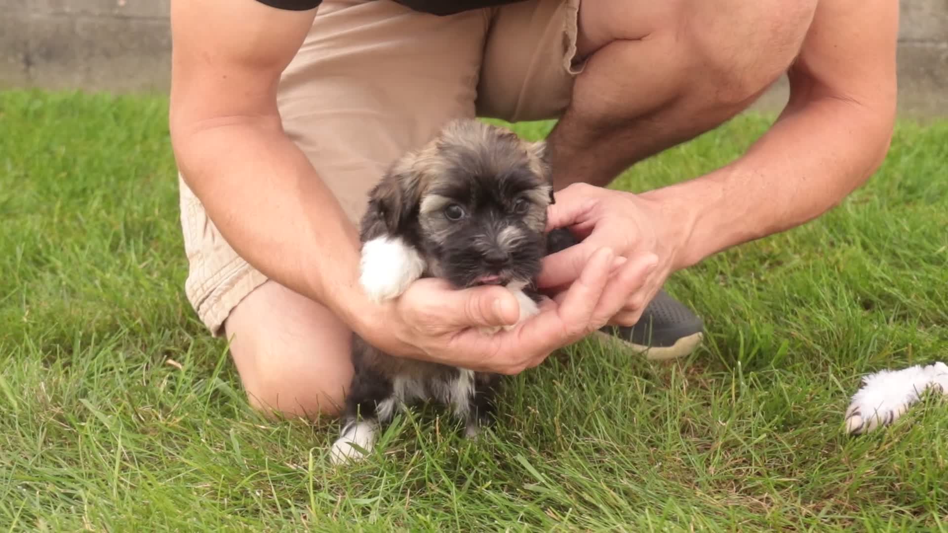 Havanese dogs for sale: Blitz Havanese  - Video 2