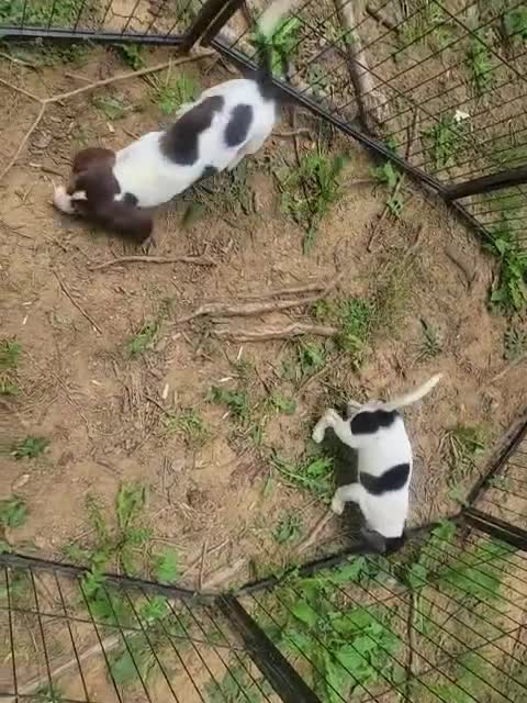 Beagle dogs for sale: Beagle 2 - Video 1