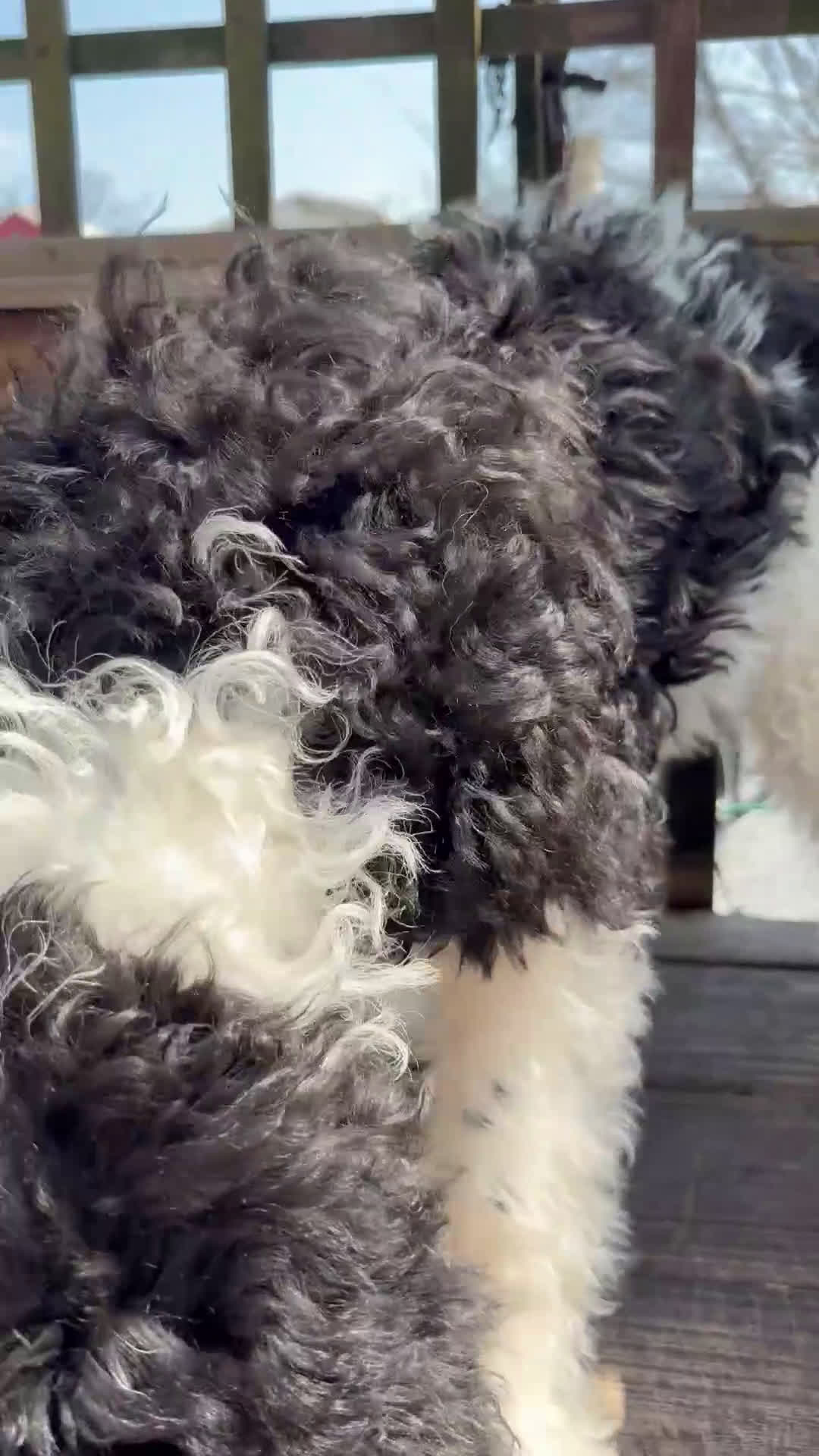 Mixed Breed dogs for sale: Sarah - Video 2