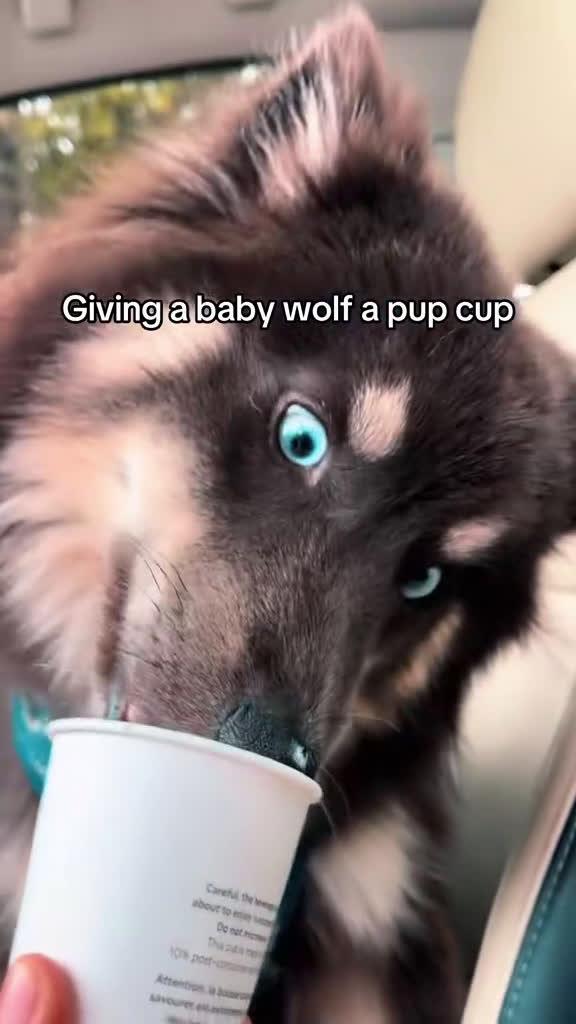 Pomsky dogs for sale: Benji (Green Collar) - Video 2