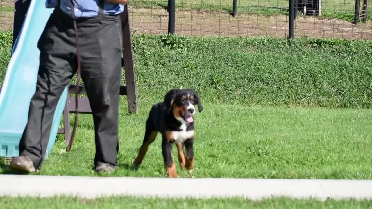 Bernese Mountain Dog dogs for sale: Trevor - Video 1