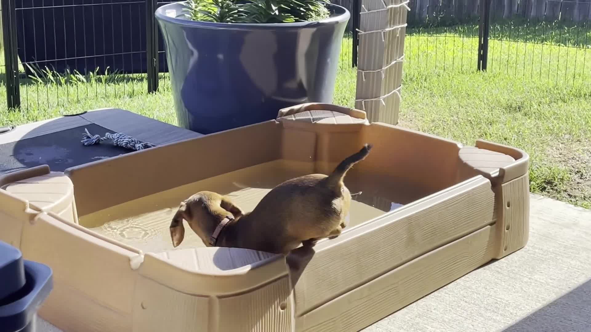 Miniature Dachshund dogs for sale: Geralt (like Gary, Gare+ ult) - Video 2