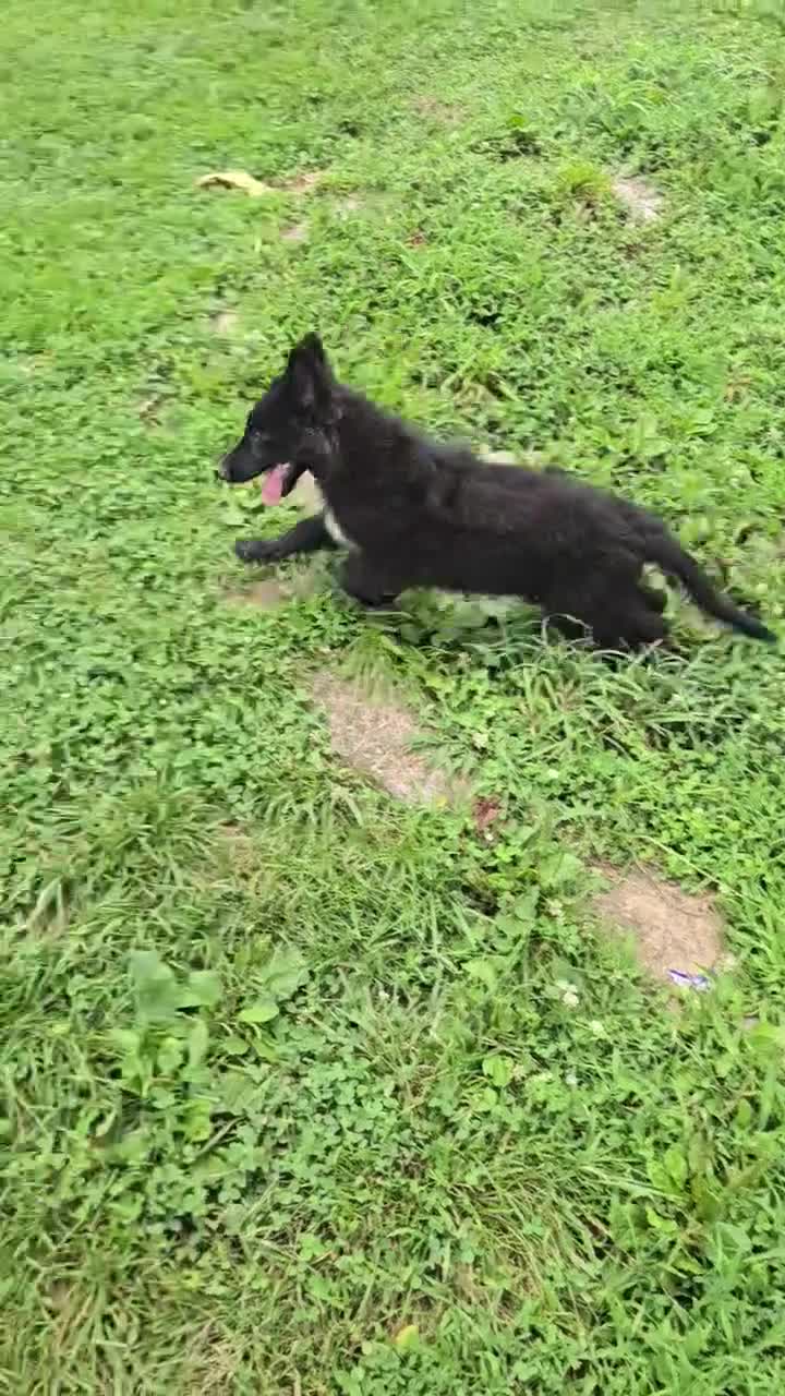 German Shepherd dogs for sale: Aurora  - Video 2
