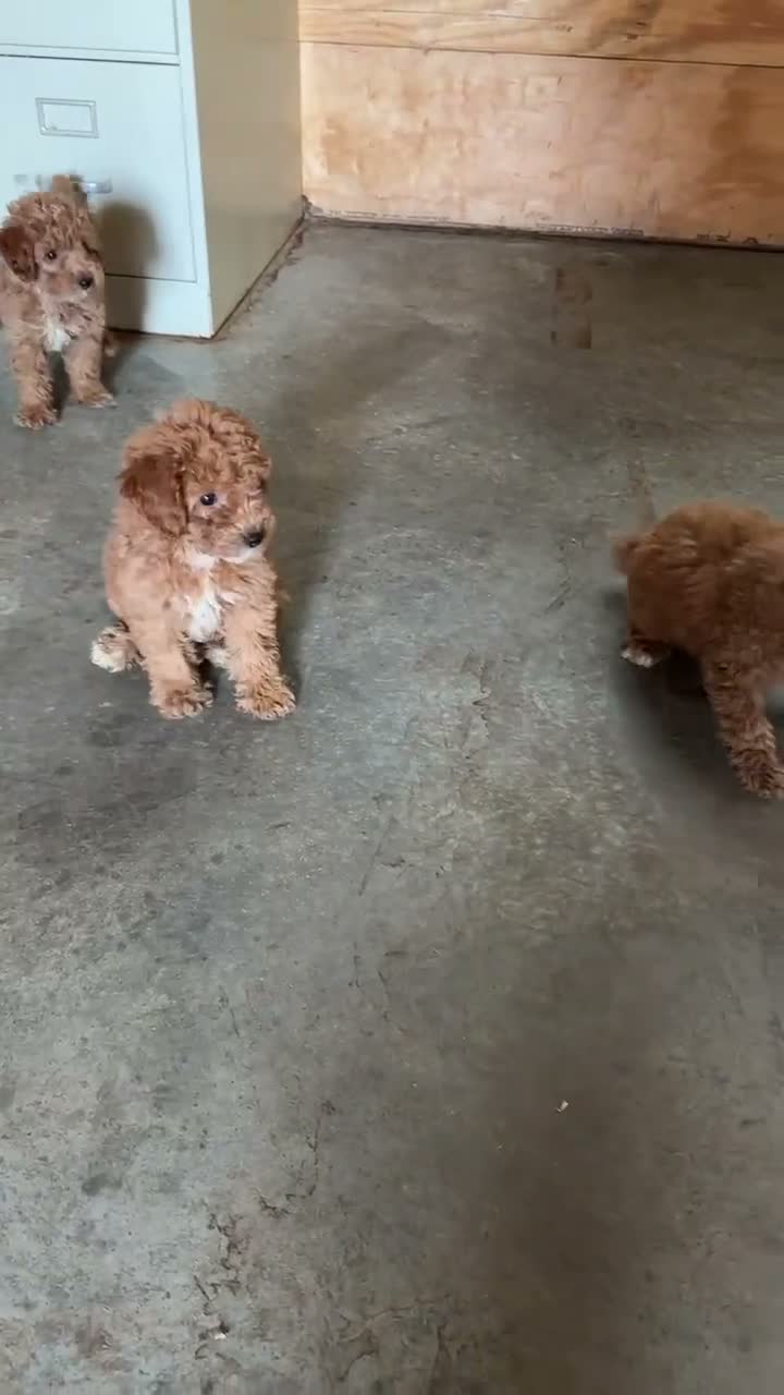 Toy Poodle dogs for sale: Toy Poodle 2 - Video 3