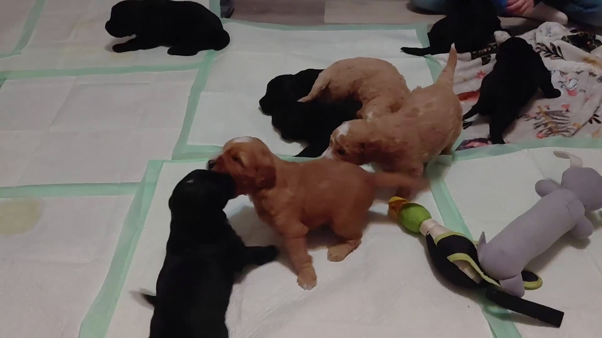 Mini Goldendoodle dogs for sale: Mini-Goldendoodle  - Video 1