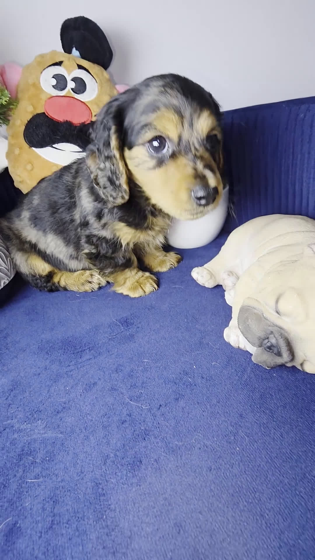 Miniature Dachshund dogs for sale: Miniature Dachshund estrella - Video 1