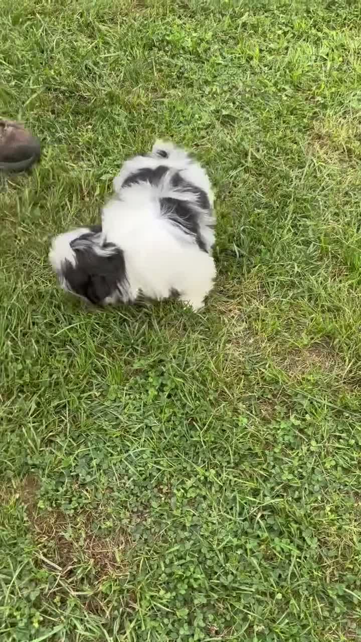 Shih Tzu dogs for sale: Sabrina Shih Tzu  - Video 2