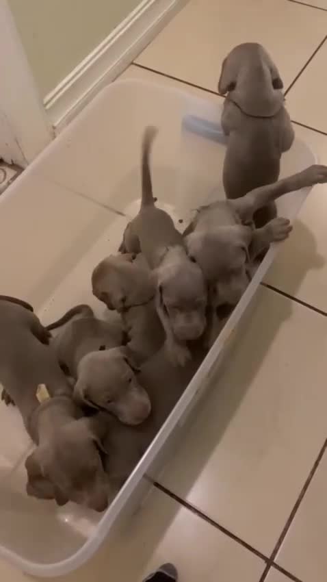 Weimaraner dogs for sale: Bella - Video 1