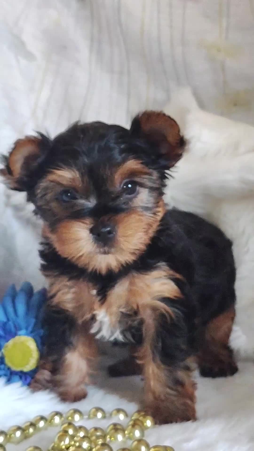 Yorkshire Terrier dogs for sale: Linus - Video 1