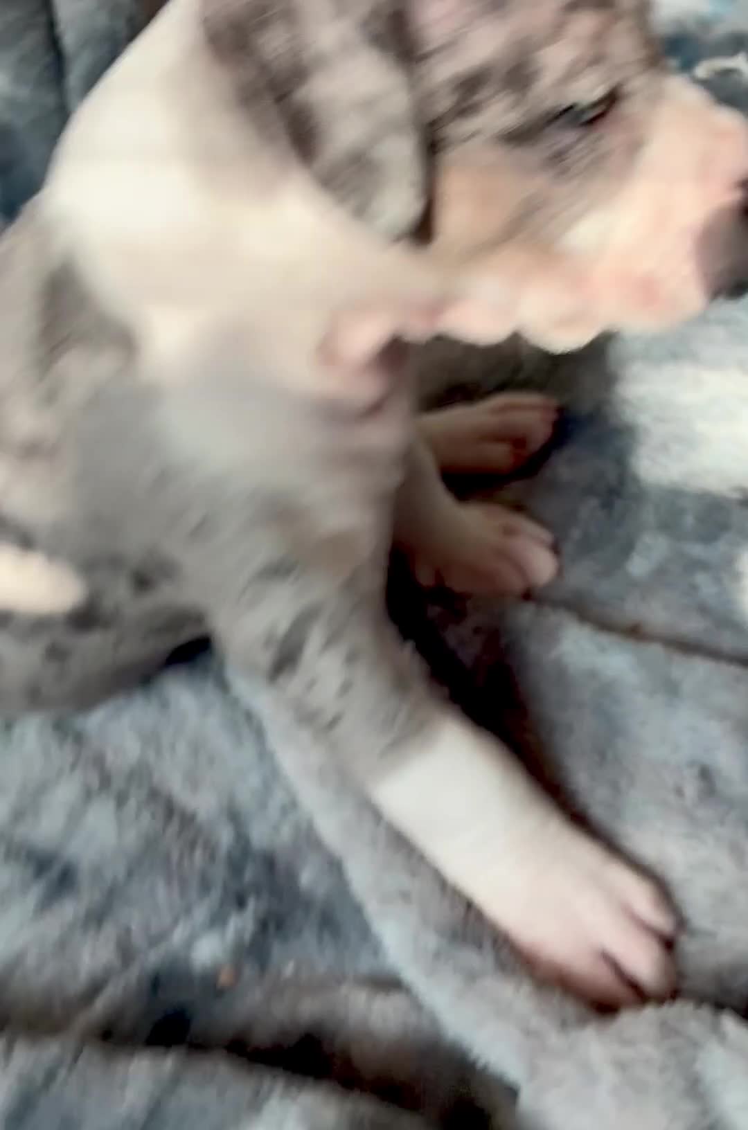 American Bully dogs for sale: American Bully (Female#3) - Video 1