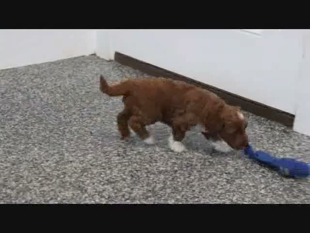 Mini Goldendoodle dogs for sale: Butler - Video 3