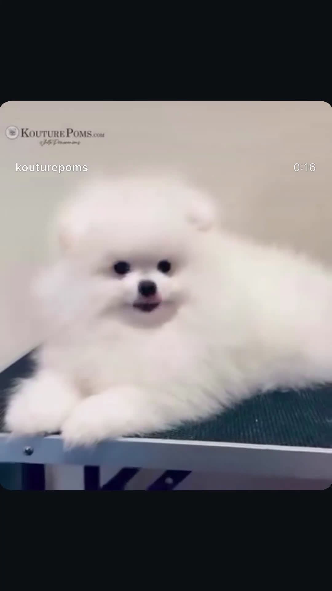 Pomeranian dogs for sale: Valentino - Video 2