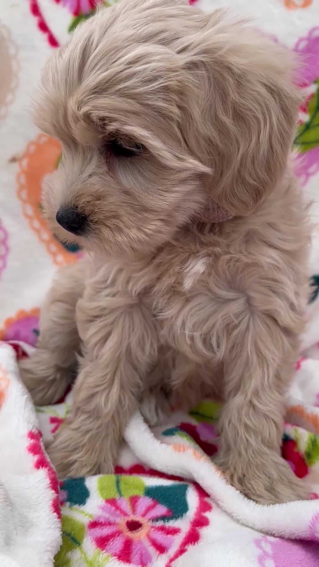 Miniature Schnauzer dogs for sale: Cali - Video 1