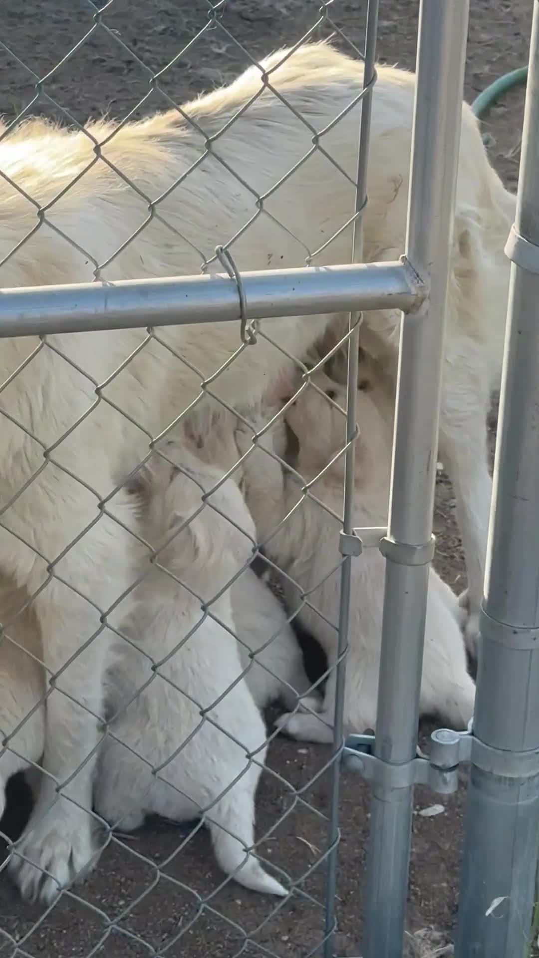 Mixed Breed dogs for sale: Mixed Breed Puppy 5 - Video 1