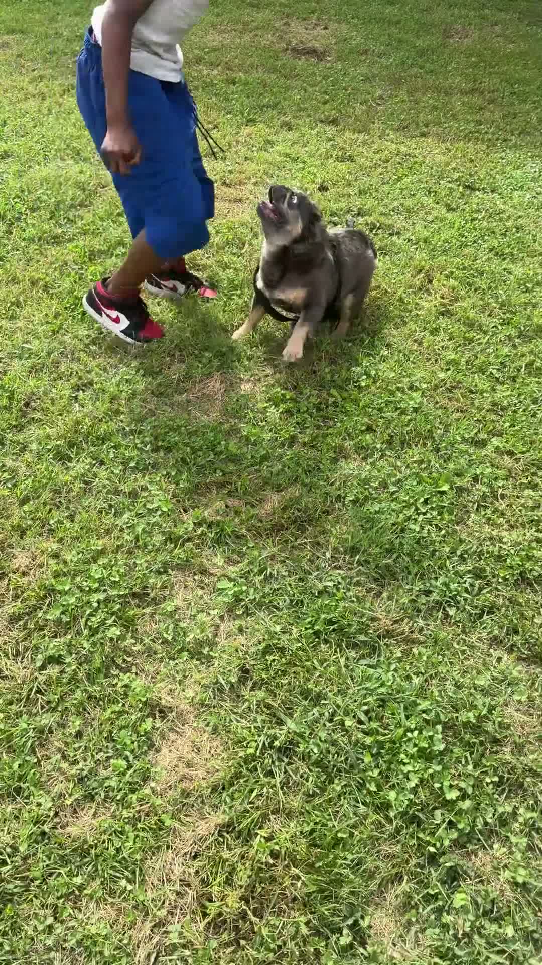 French Bulldog dogs for sale: Vanilla - Video 2