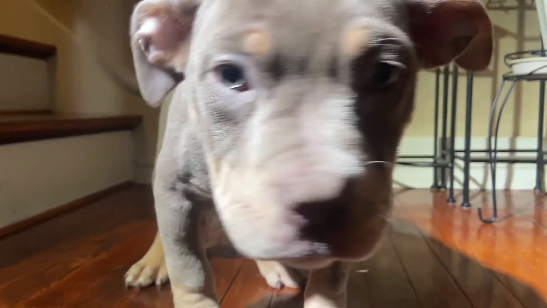 American Bully dogs for sale: "FOXY BROWN" - Video 1