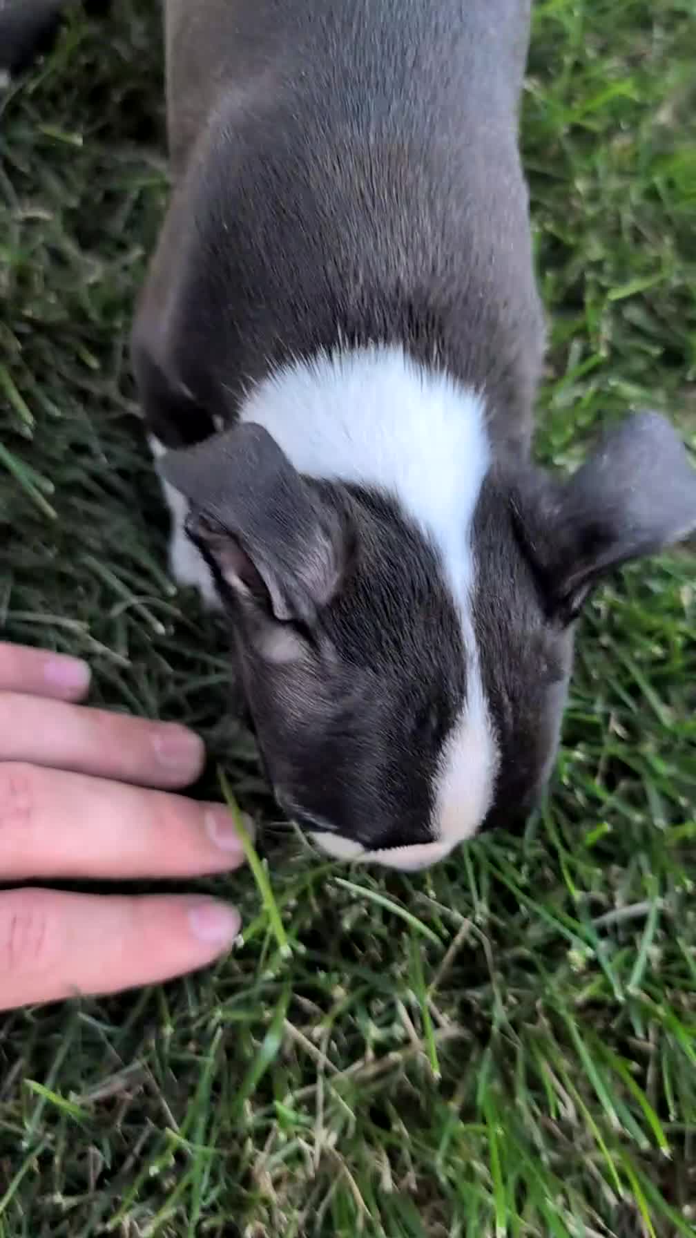 Boston Terrier dogs for sale: Tripp - Video 1