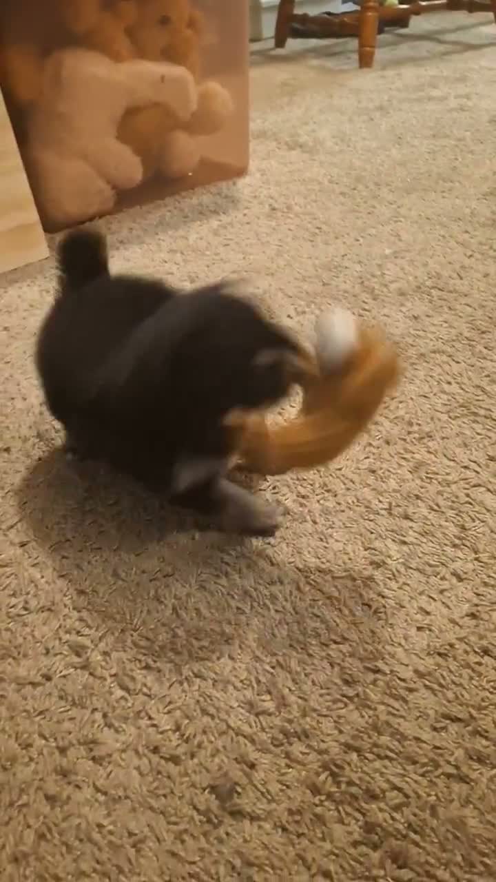 Pomeranian dogs for sale: Apollo - Video 1