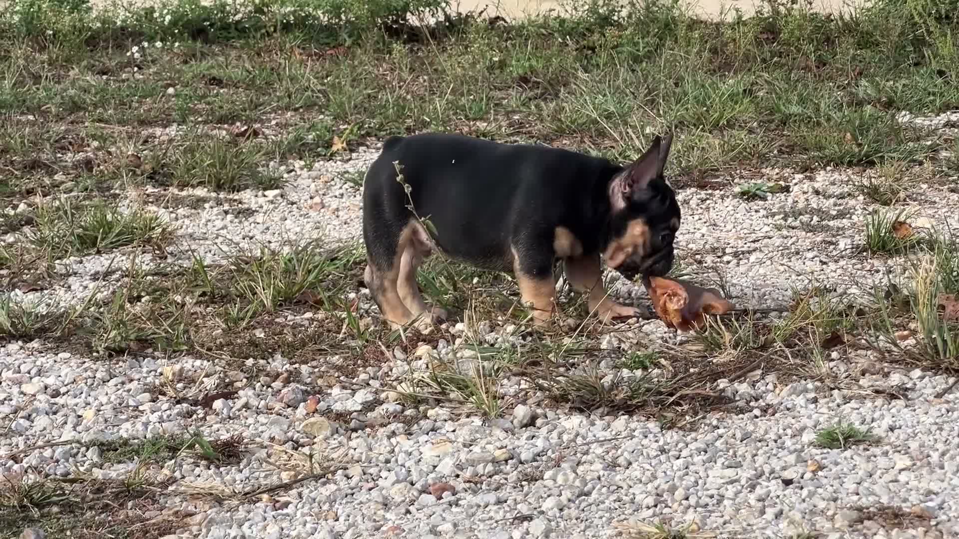 French Bulldog dogs for sale: Flynn  - Video 1