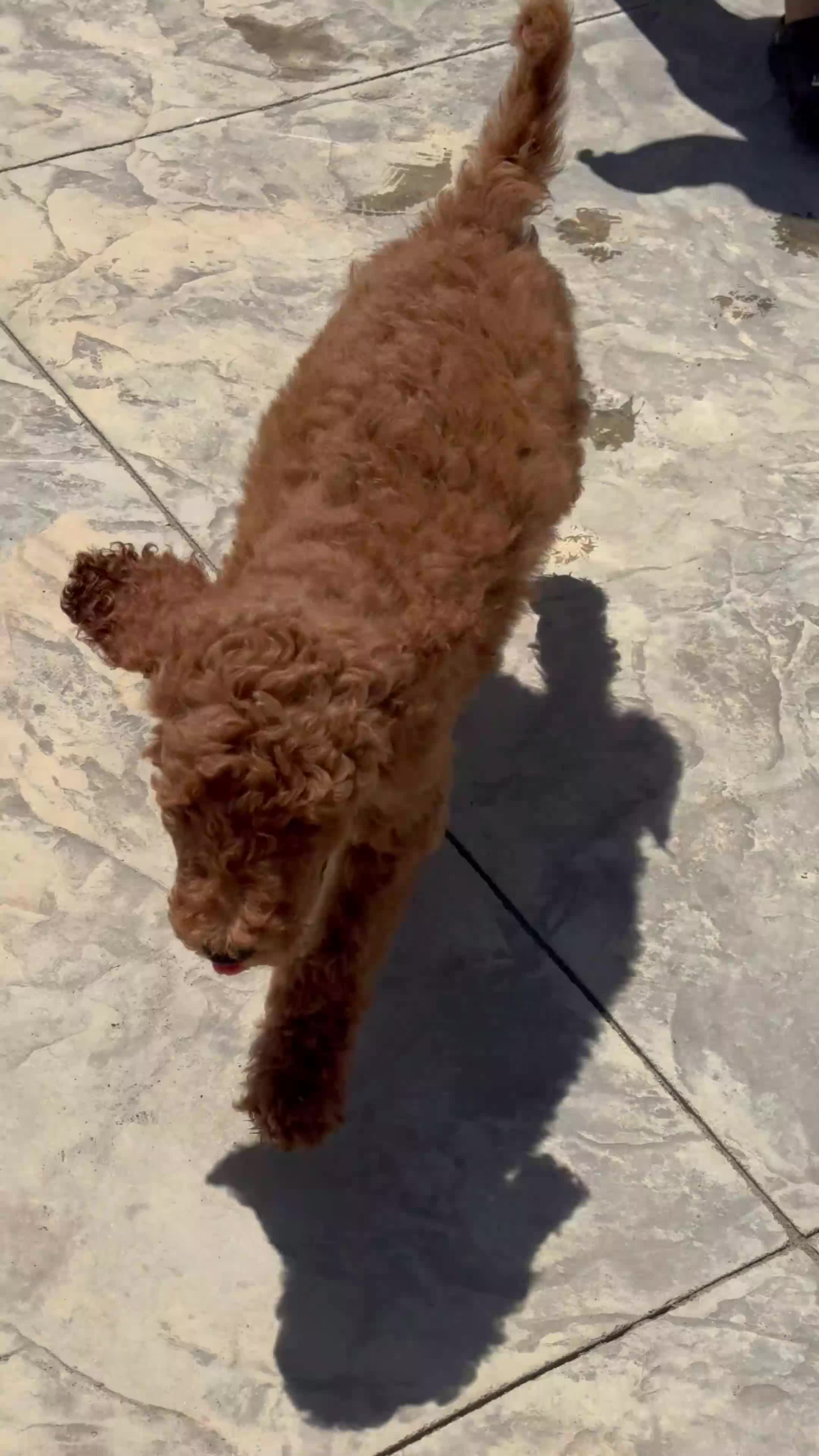 Labradoodle dogs for sale: Labradoodle 1 - Video 1