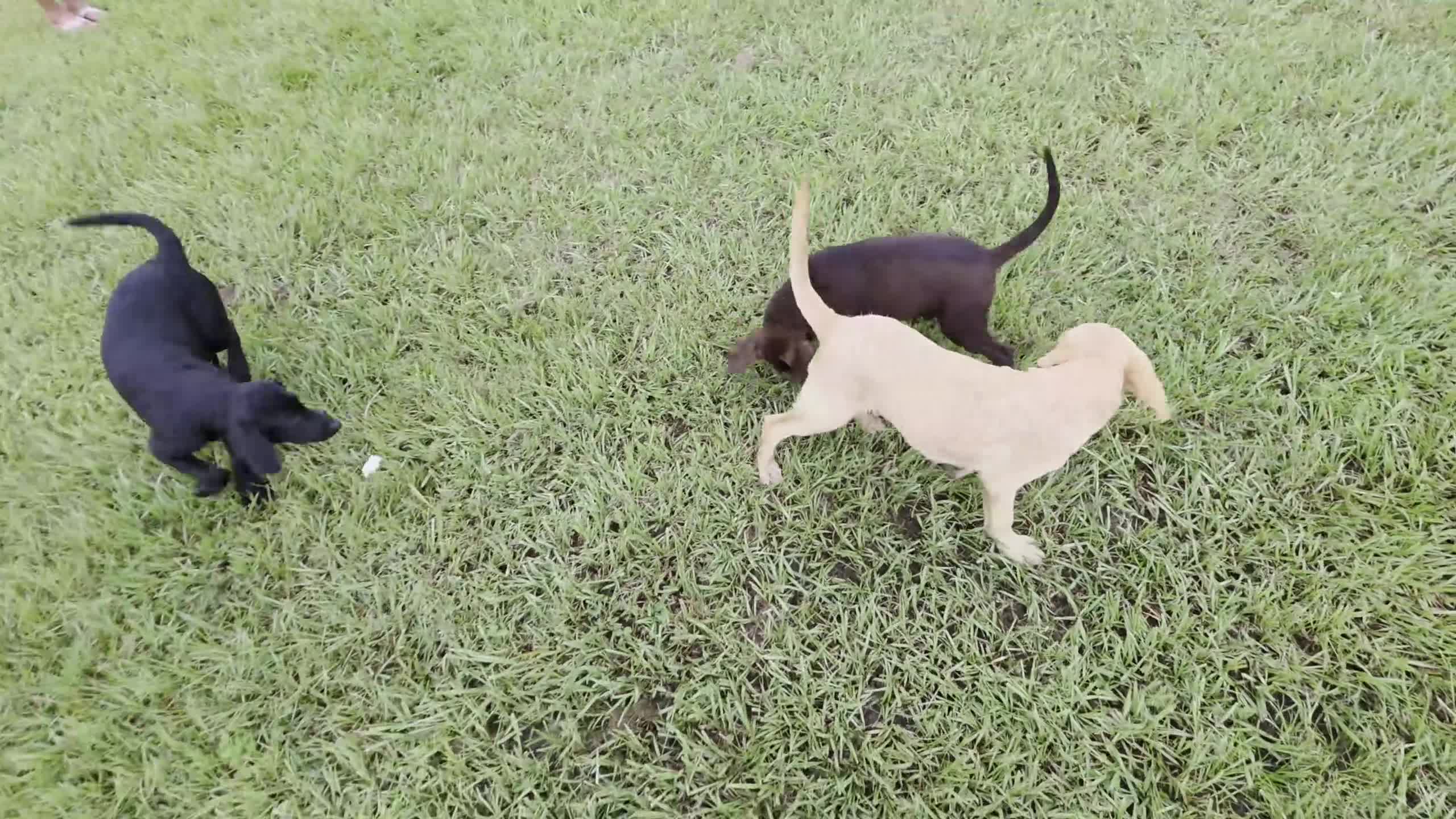 Labrador Retriever dogs for sale: Luna  - Video 6