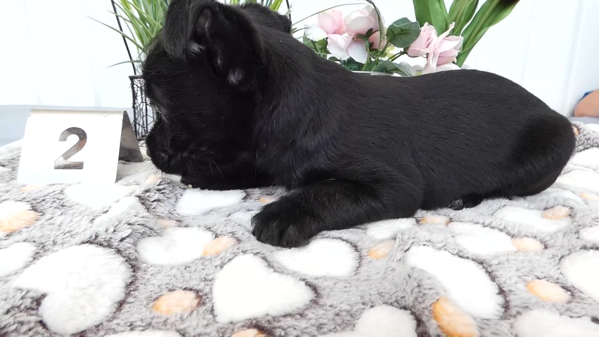 Chorkie dogs for sale: Chorkie 1 Carmelo - Video 1