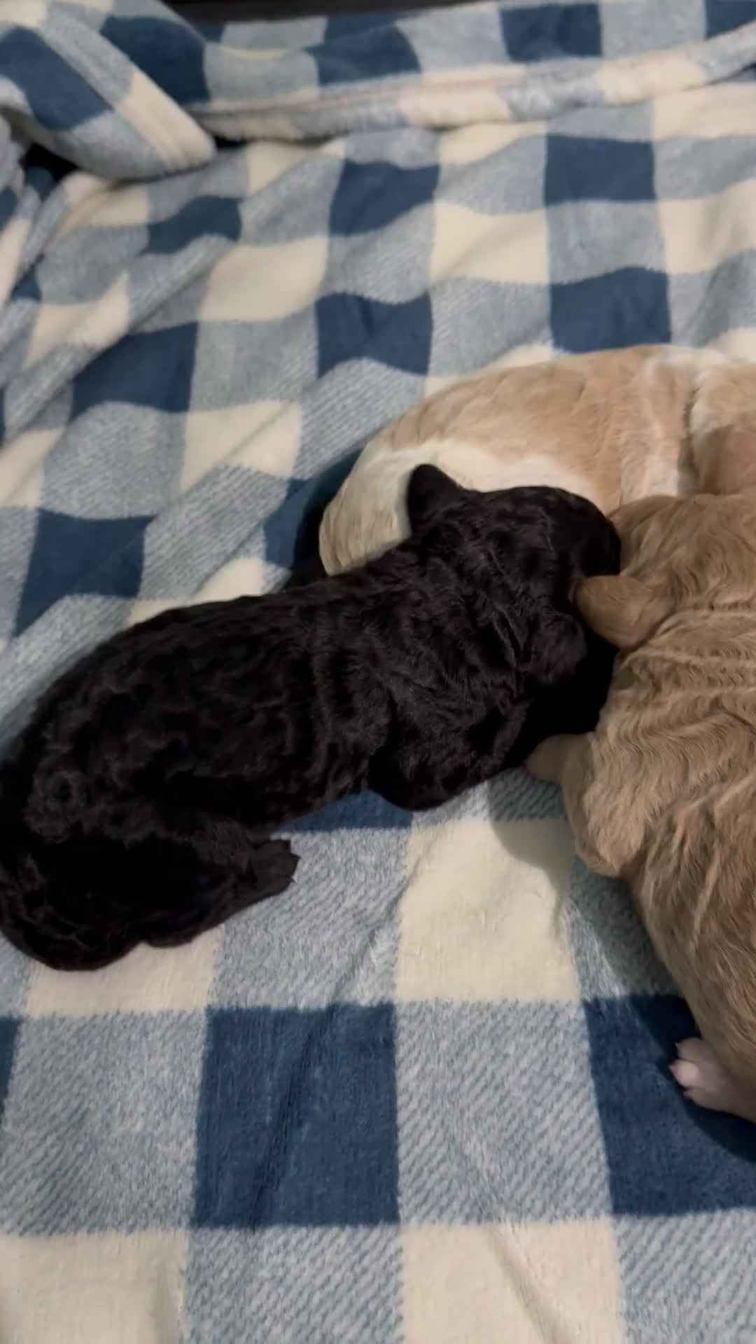 Goldendoodle dogs for sale: Goldendoodle Puppy 5 - Video 1