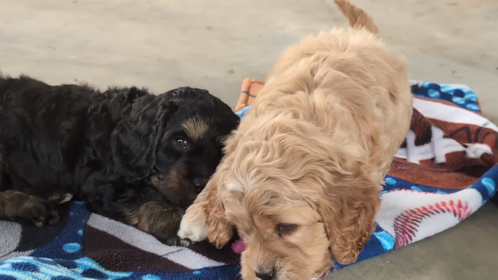 Cockapoo dogs for sale: Lazarus - Video 1