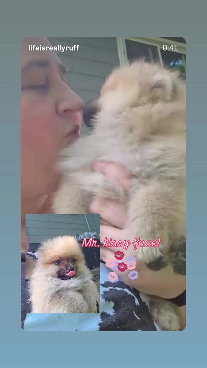 Pomeranian dogs for sale: Timber - Video 1