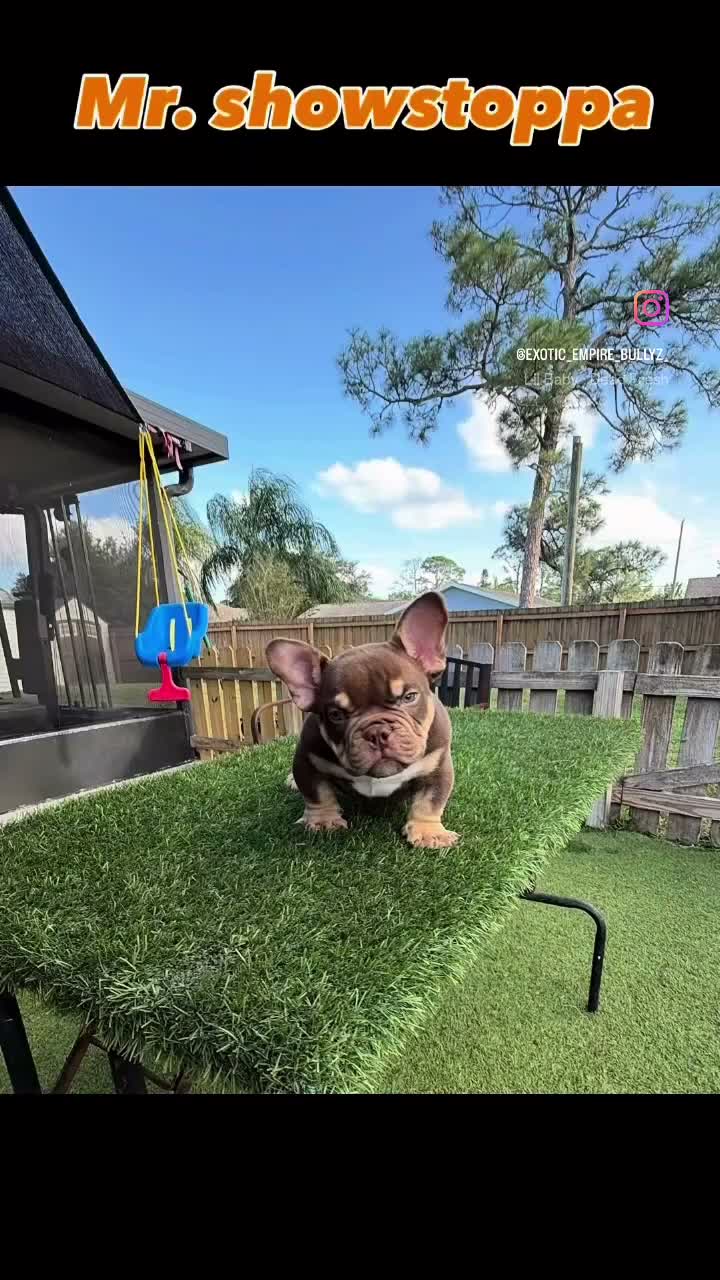 American Bully dogs for sale: Showstoppa - Video 1