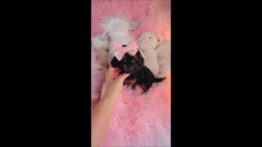 Toy Poodle dogs for sale: Toy Poodle 1 - Video 1