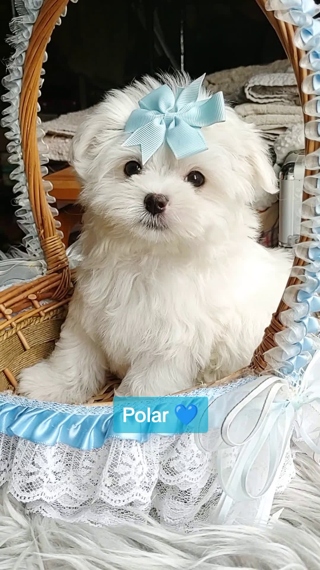 Maltese dogs for sale: Korean Teddybear Polar - Video 1