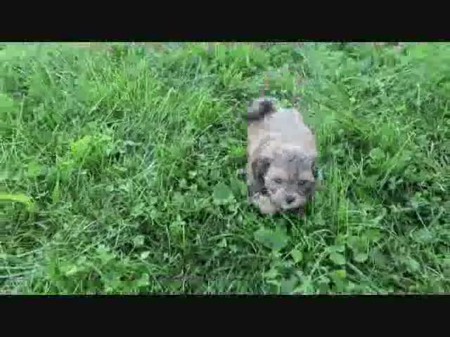 Shihpoo dogs for sale: Sammy - Video 1
